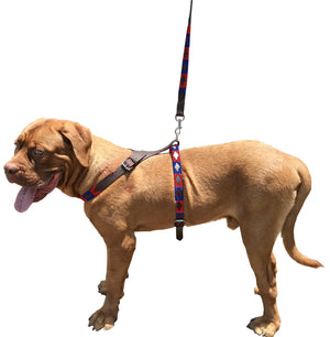 BAHÍA - Polo Dog Harness & Lead Set
