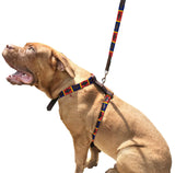 CENTENARIO - Polo Dog Harness & Lead Set